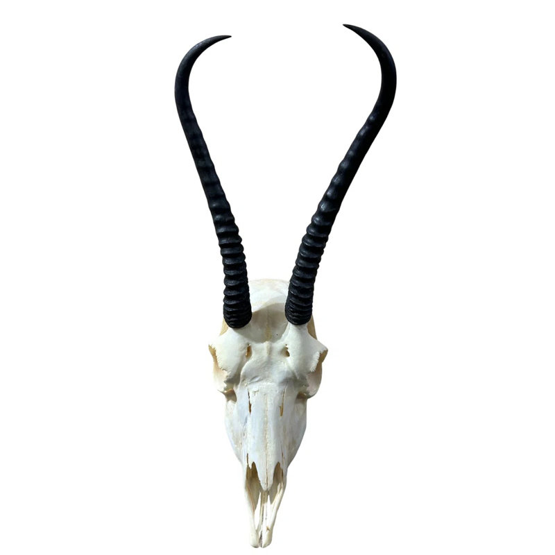 Female Springbok Skull