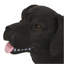 Banc d'extérieur MGO DOG Bench, noir mat + noir, aucun assemblage requis-1583053609