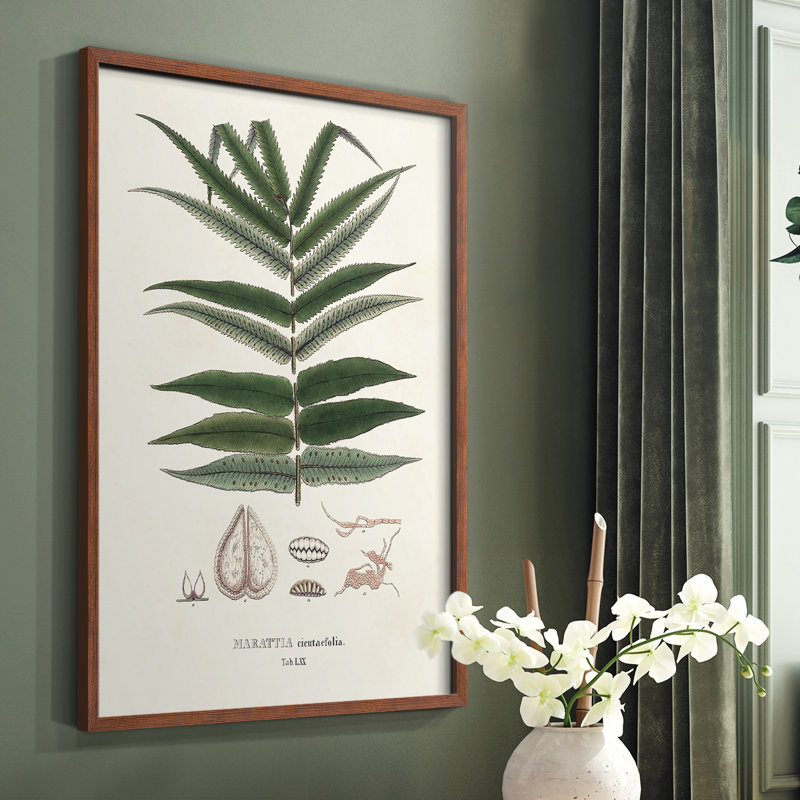Botanical Society, impression encadrée de fougères - bois massif, H 10 po x l 8 po, Brun