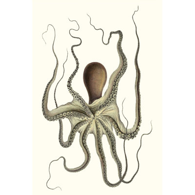 Collection Antique Octopus I