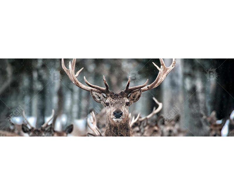 Stags - Toile de chambre pour les fêtes
