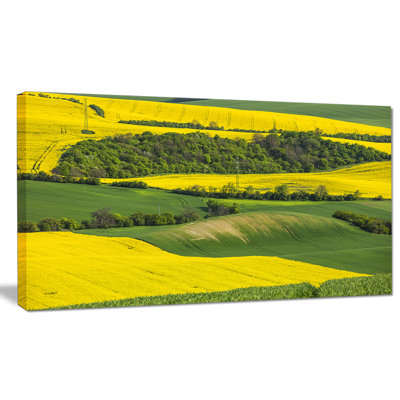 " Rapeseed Fields And Green Wheat "