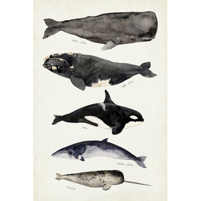 Carte des baleines I
