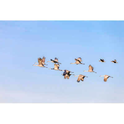 Flock of Cranes Flying by Spondylolithesis