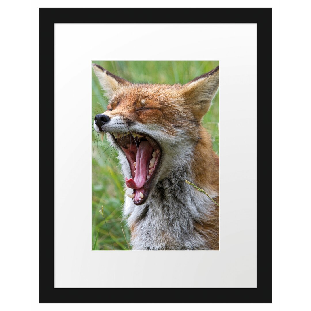 Gerahmtes Poster Müder Fuchs auf Wildwiese