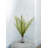 Fern Arrangement
