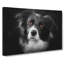 Brown Eyed Border Collie Dog In Abstract - Wrapped Canvas Painting-55316601