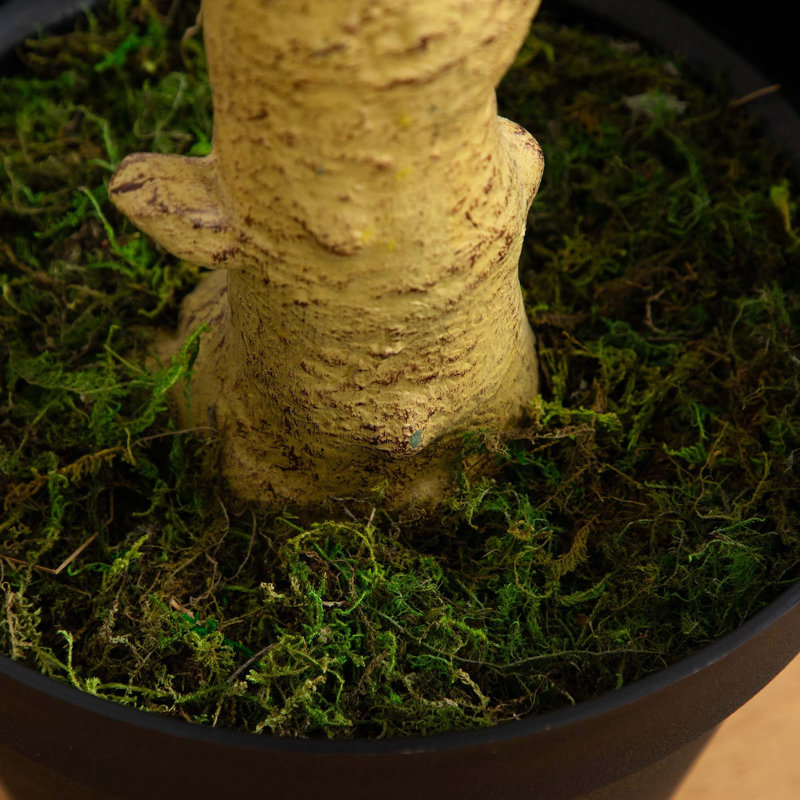 108 po Faux eucalyptus en pot