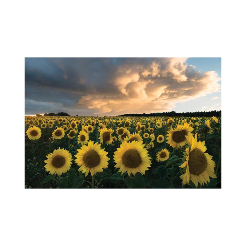 Sunflowers In Sweden. by Christian Lindsten - Print on Canvas, Wrapped Canvas, 20.32cm H x 30.48cm W x 1.91cm D
