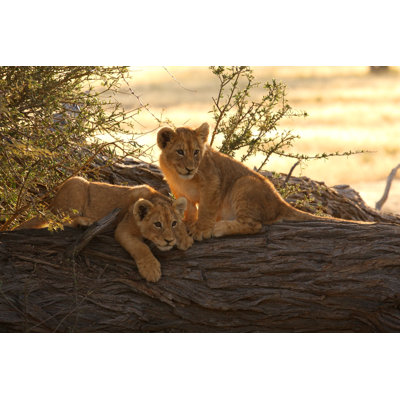 Pair of young lion cubs