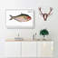 African Herring Fish - Wrapped Canvas-55368656