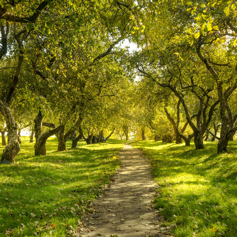 Green Forest by Gilmanshin - Wrapped Canvas Print, 91cm H x 91cm W x 3.8cm D