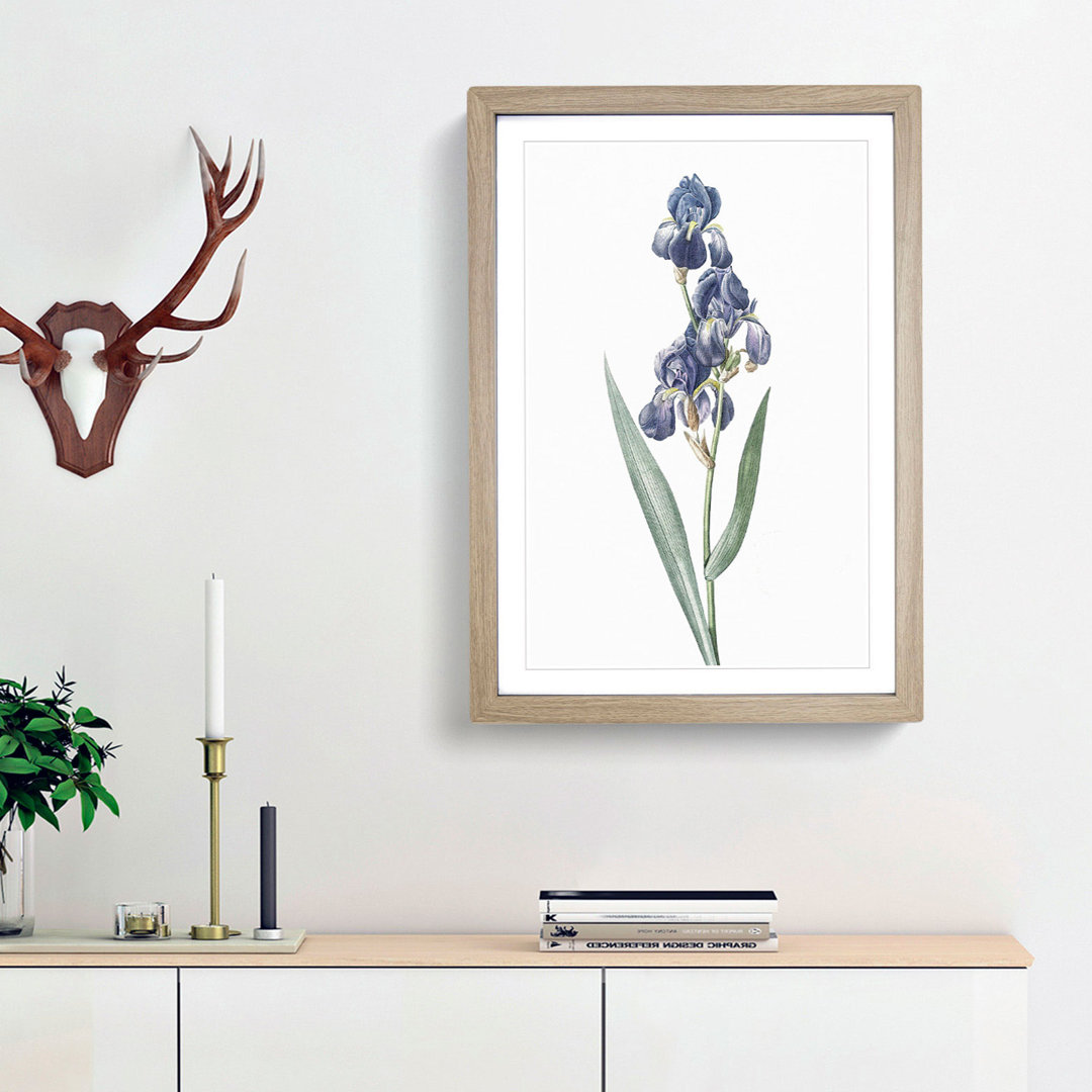 Dalmatian Iris by Pierre-Joseph Redoute - Picture Frame Painting Print