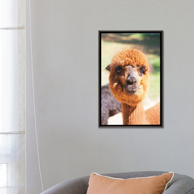 " Puffy Brown Alpaca " by Susan Vizvary