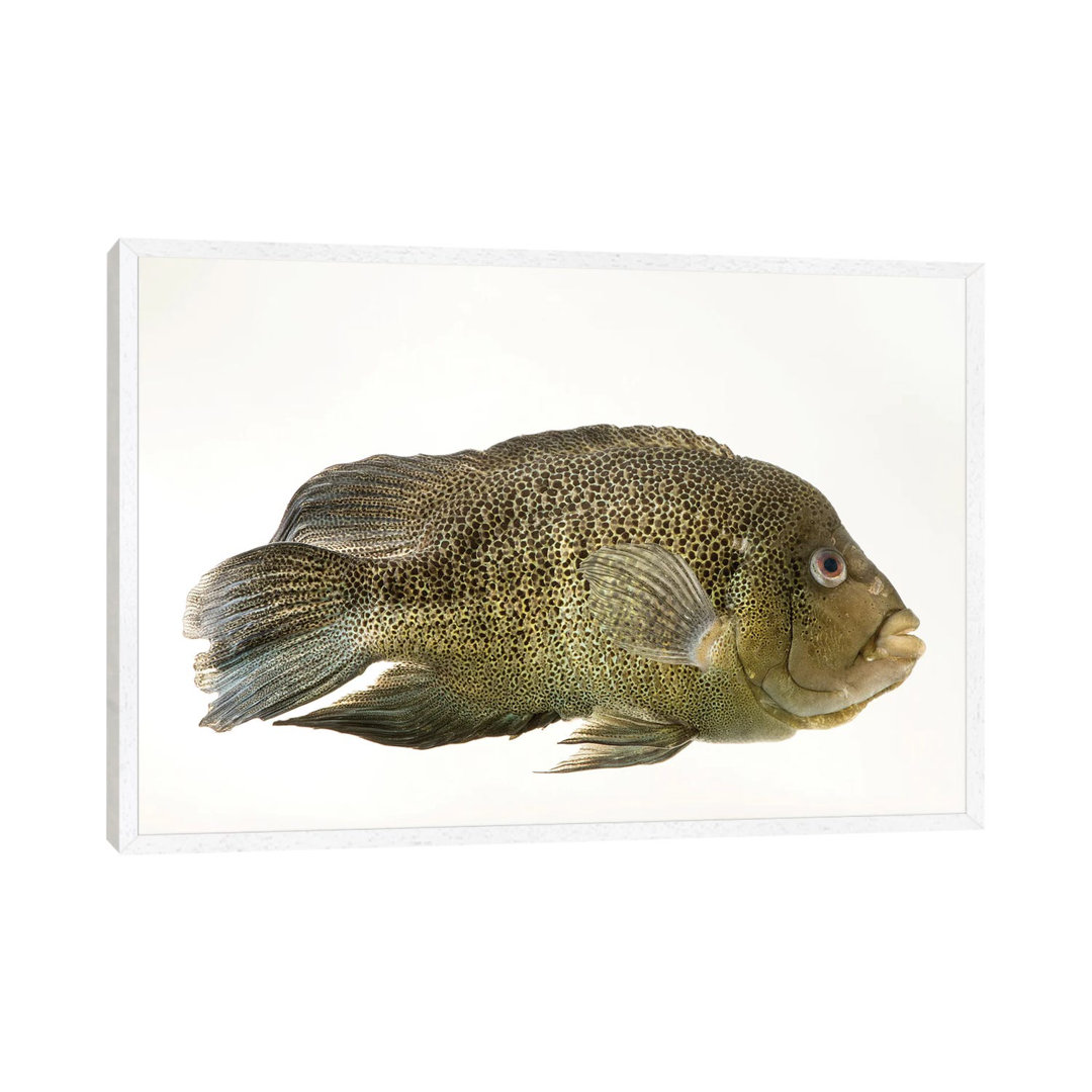 A Sinaloan Cichlid At The Arizona Sonora Desert Museum von Joel Sartore - Galerie-verpackte Leinwand Giclée auf Leinwand