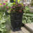 Siriana Self-Watering Resin Pot Planter-49415024-131267349
