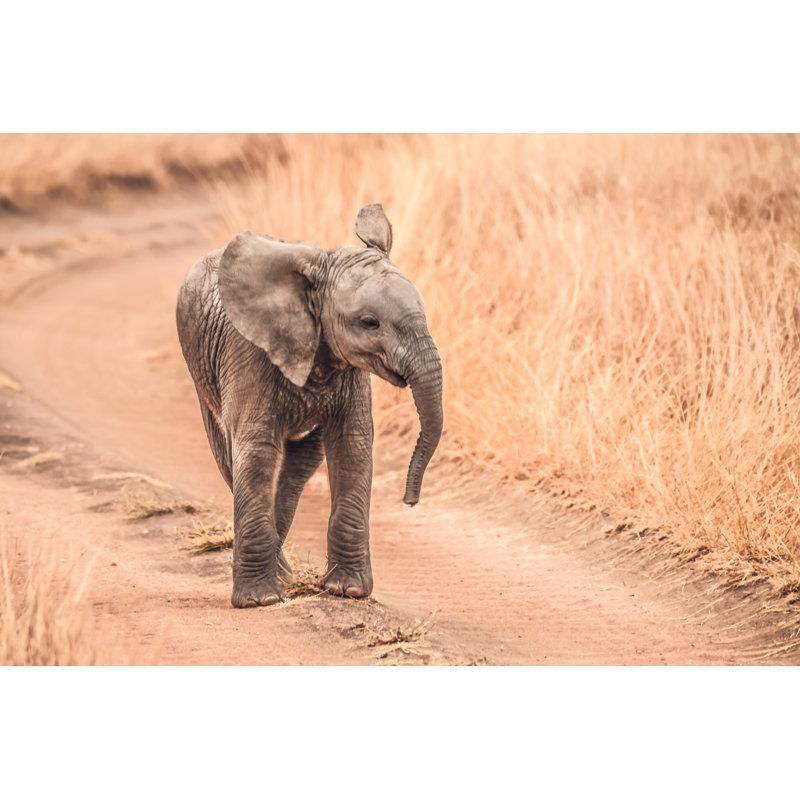 Baby Elephant by Hartmanc10 - Wrapped Canvas Print, 51cm H x 76cm W
