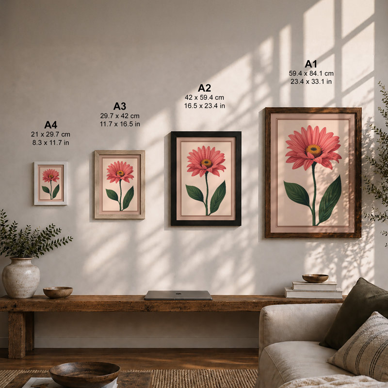 Single Pink Daisy Botanical - Framed Print, A2 - 59.4 x 42.0 cm, Walnut