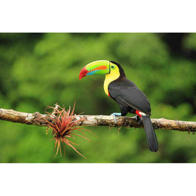 Close Up Of Colorful Keel-Billed Toucan Bird by Gydyt0Jas - Wrapped Canvas Print, 30cm H x 46cm W x 3.8cm D