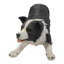 Statue de jardin Border Collie
