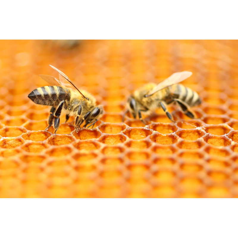 Deux abeilles - photographie sur toile tendue