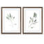 Simple sauge - ensemble de 2 reproductions d'art encadrées-1578471018-1541205130-1578471023