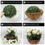 52.1cm Plant-1331160134