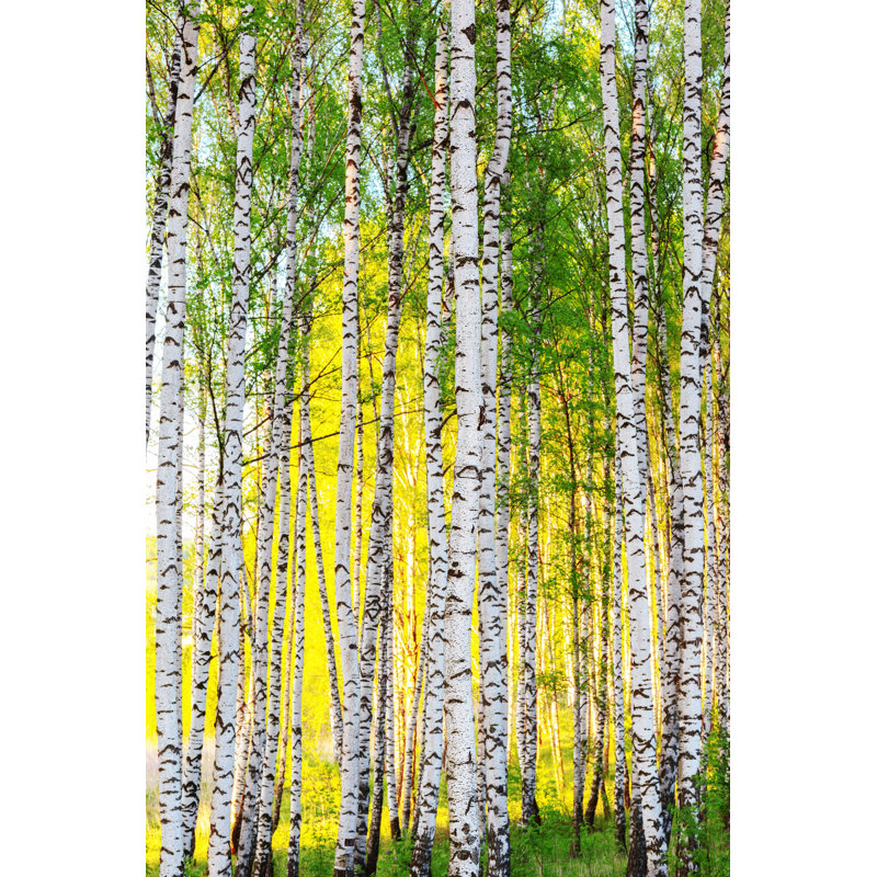 Birch Forest par Janbussan - Photographie sur toile tendue, H 18 po x l 12 po