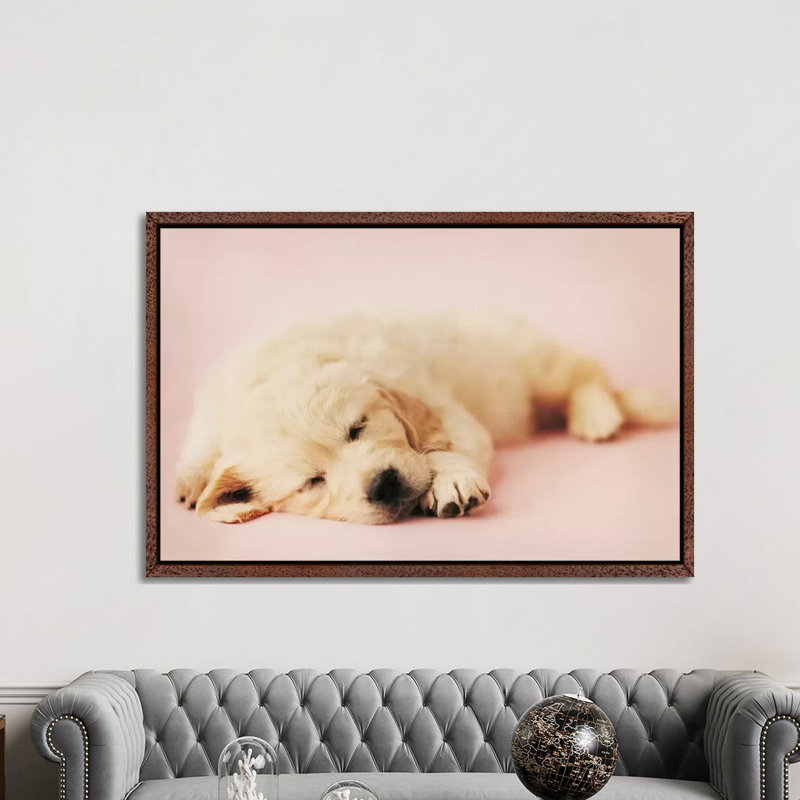 Samuel by Rachael Hale - Print on Canvas, Classic Brown Wood Framed, 152.5 cm H x 101.5 cm W