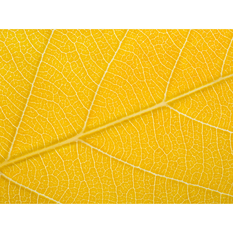 Feuille d'automne par Philippe Moisoux - impression, H 24 po x l 32 po, Toile tendue