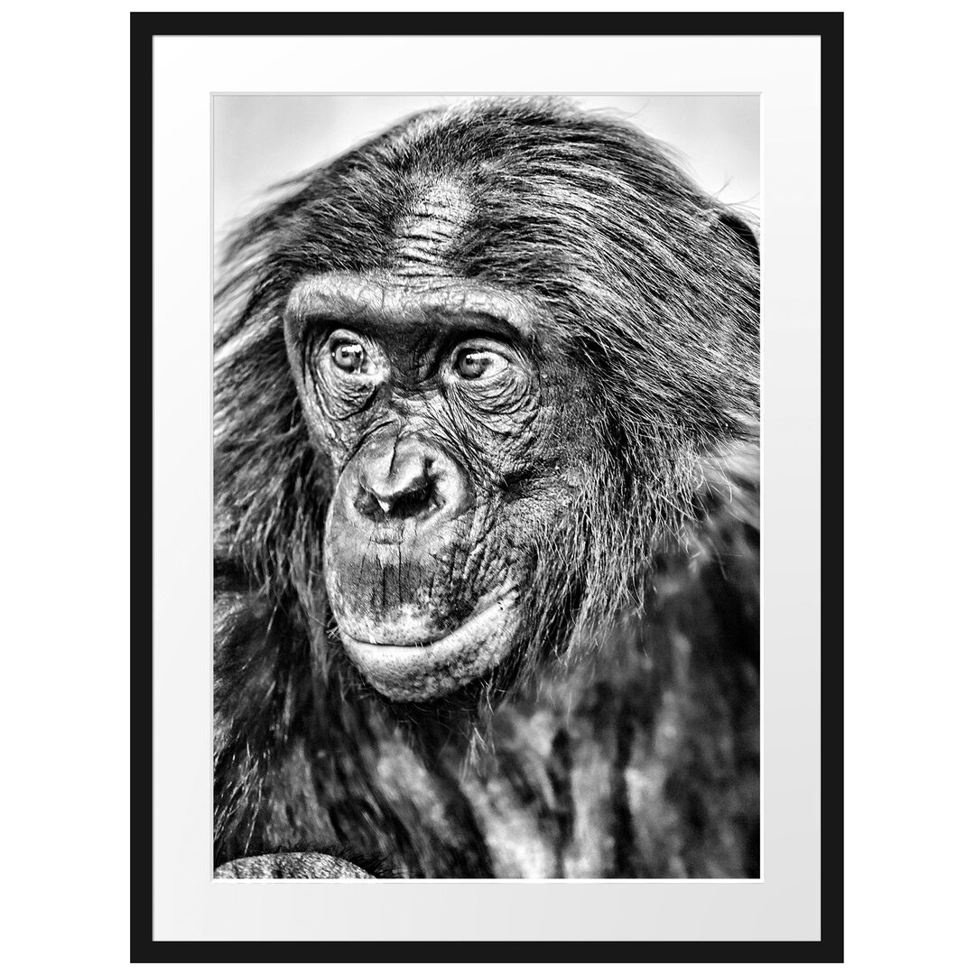 Gerahmtes Poster Scheuer junger Gorilla