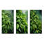 Feuilles de thé-1122023894-1122023893