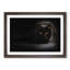 Black Cat with Yellow Eyes - Picture Frame Art Print-55512487-55512486