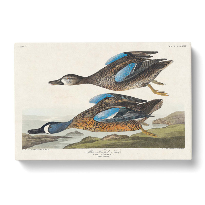 Blue-Winged Teal Ducks by John Audubon - Wrapped Canvas Painting, 35cm H x 50cm W x 3cm D