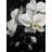 " White Orchids "