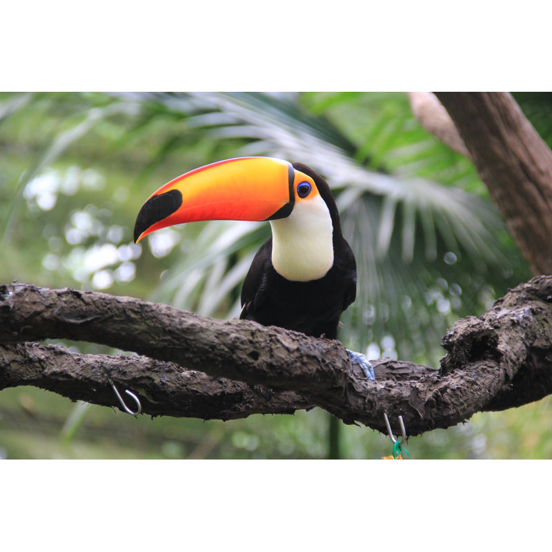 Toucan On Branch - Wrapped Canvas Print, 30cm H x 46cm W x 3.8cm D