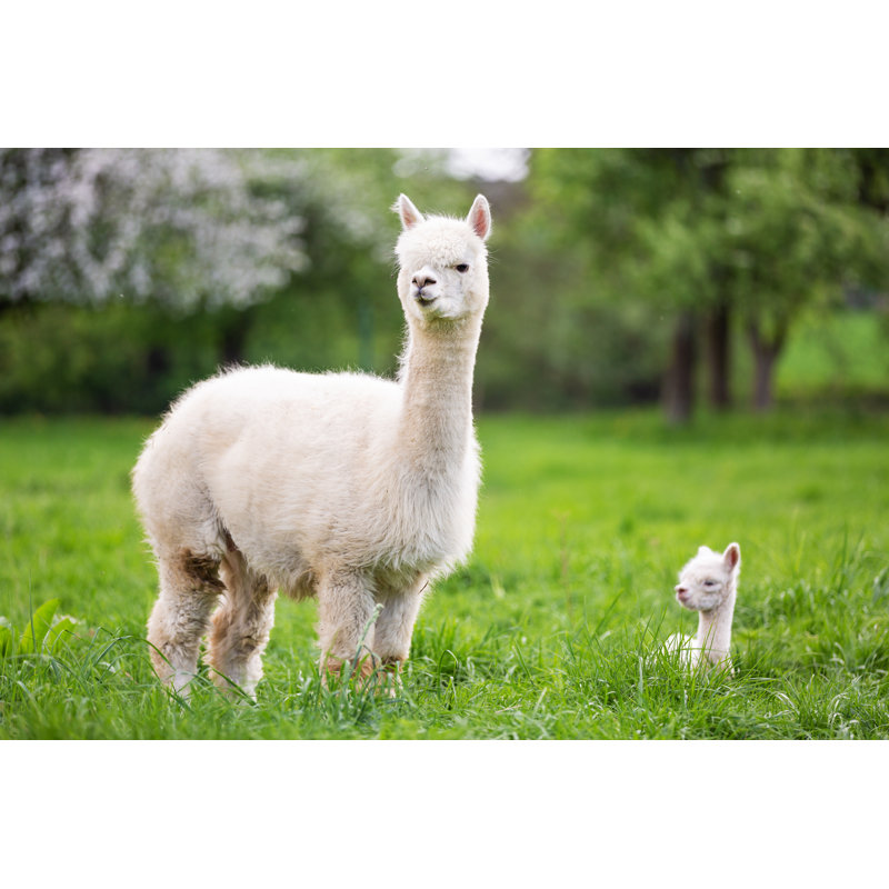 White Alpaca With Offspring, South American Mammal - Wrapped Canvas Print, 61cm H x 91cm W