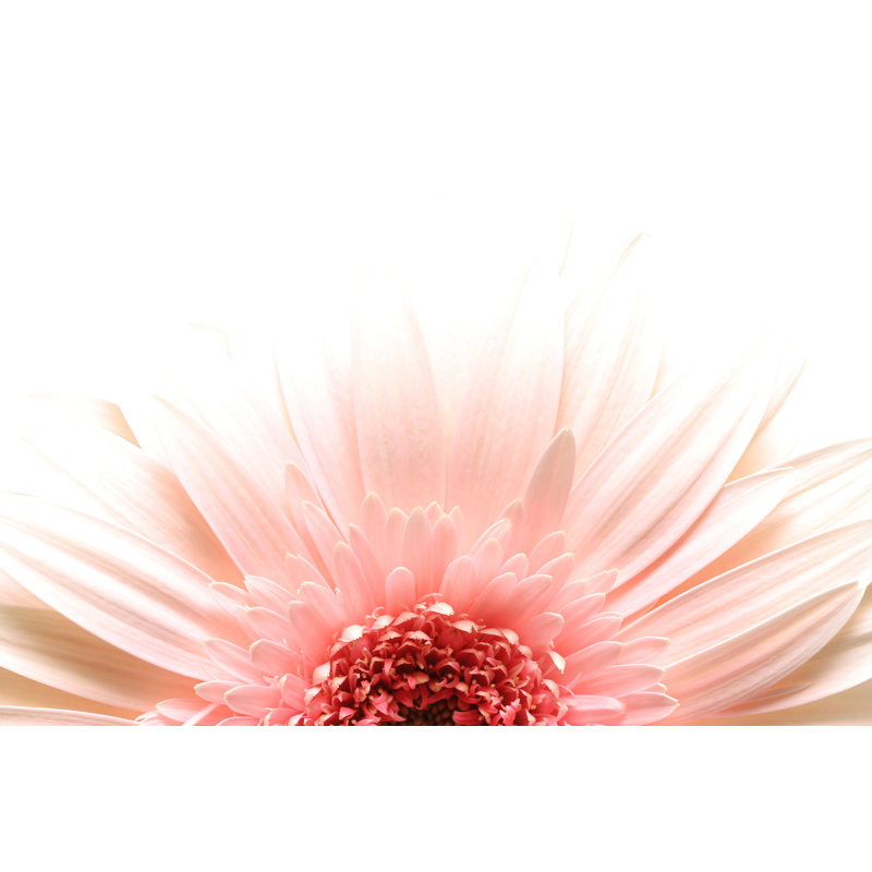 Evodio marguerite rose et blanche sur toile par Alptraum, L 12 po x H 8 po