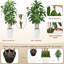 Arbre Dracaena artificiel 6 pi