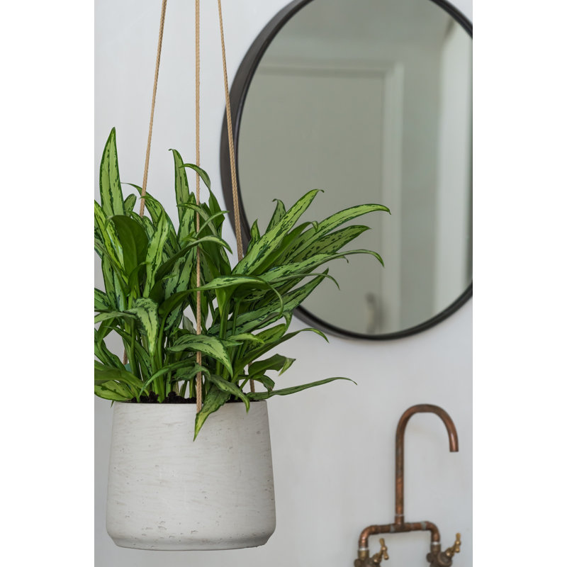 Gray Fiberstone Hanging Pot, Gray, 6" W x 6" D x 6" H