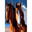 Cloison 3 panneaux cheval Darren