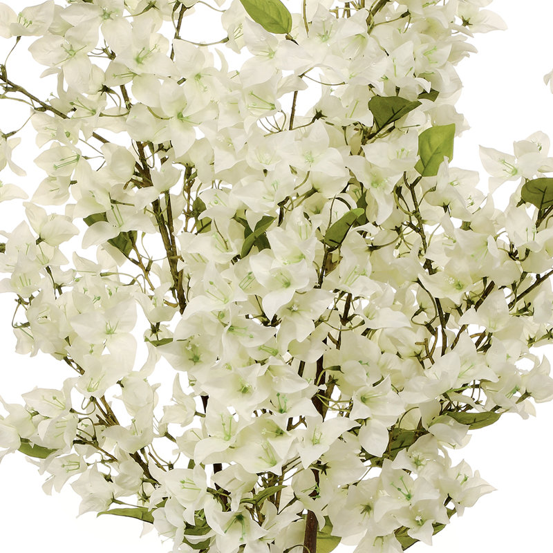 Bougainvillée en pot 48 po, Blanc