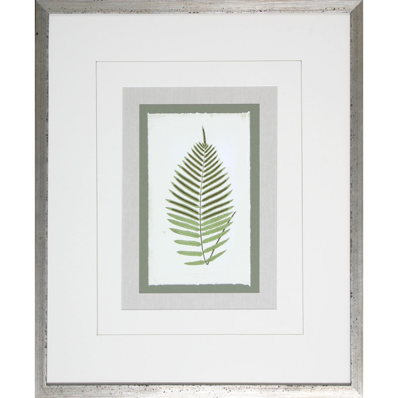 Fern6 Print