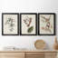 Pl. «160 Carolina Titmouse», ensemble de 3 impressions sur toile encadrées-1895717710-1895717705