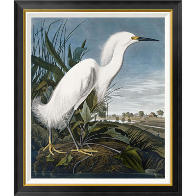 " Snowy Heron " by James Audubon