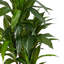 Larson 48'' Faux Dracaena Plant in Planter
