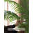Simple And Realistic Scortech Palm Tree - Multi-Scenario Home Display Plant