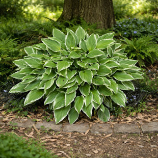 Hardy Heart Shaped Hosta Plants - 3 Bare Roots - Shade Tolerant Plants Great for any Landscape
