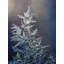 Frost par Scott Norris-133008932