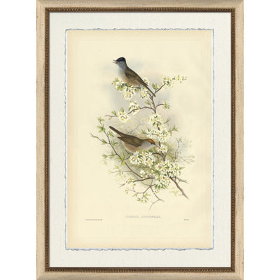 " Curruca Atricapilla "